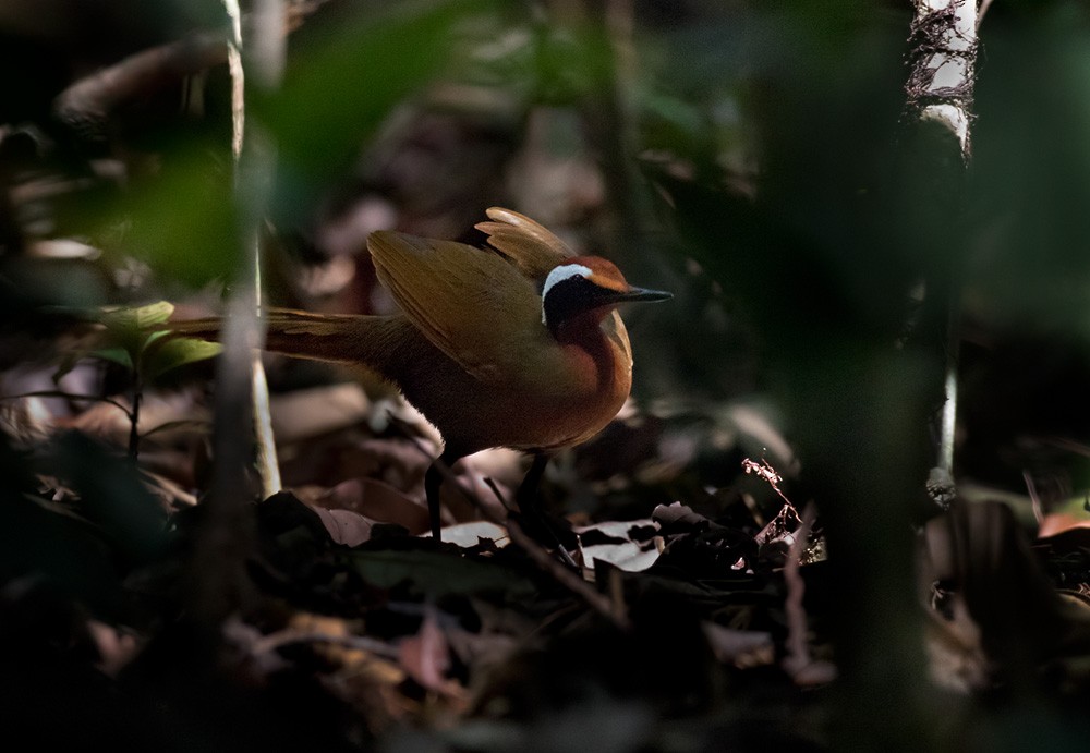 Malaysian Rail-babbler - ML205982741