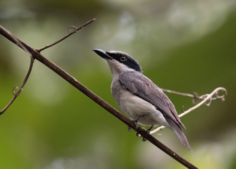 Large Woodshrike - ML205982761