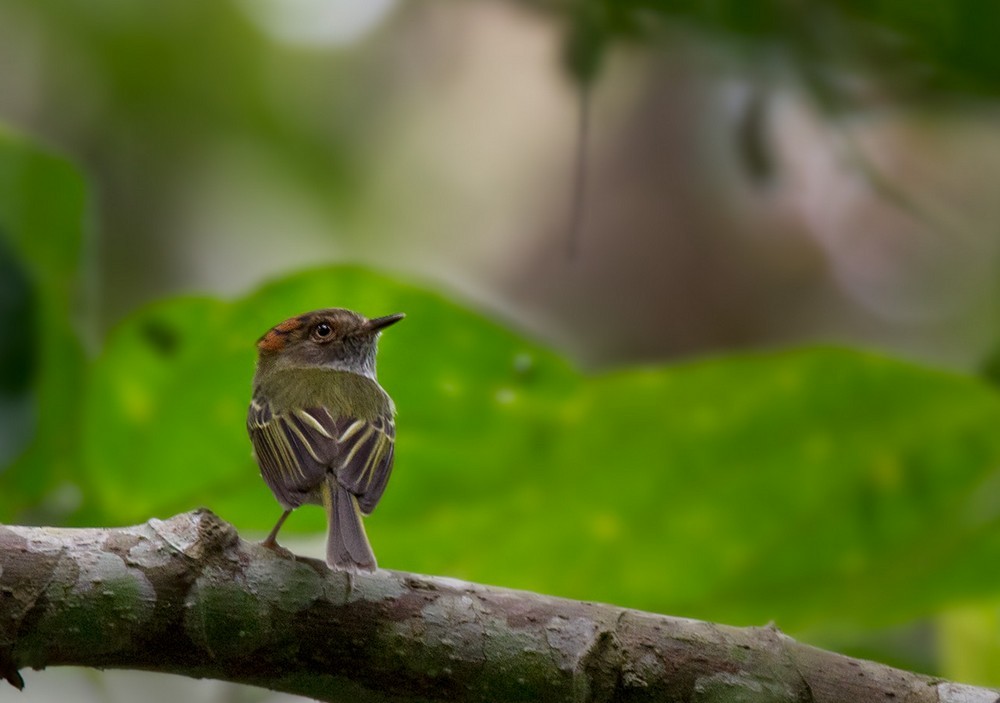 Scale-crested Pygmy-Tyrant - Lars Petersson | My World of Bird Photography