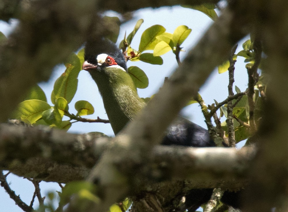 Turaco de Hartlaub - ML205983051