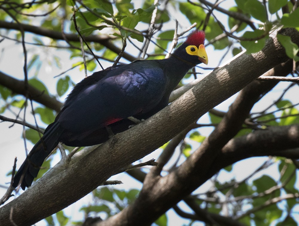 Ross's Turaco - Lars Petersson | My World of Bird Photography