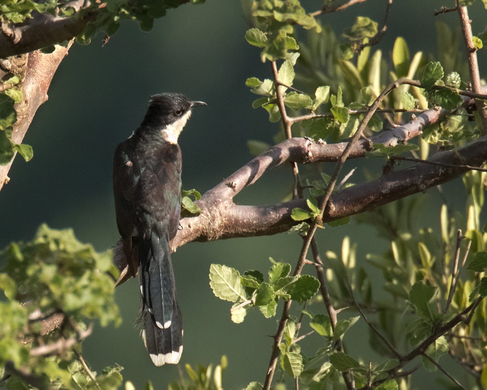 Pied Cuckoo - Lars Petersson | My World of Bird Photography