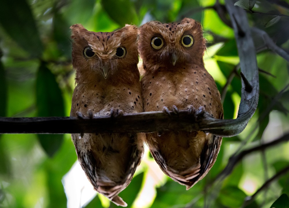 Sokoke Scops-Owl - ML205983201