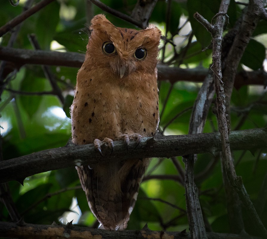 Sokoke Scops-Owl - ML205983211