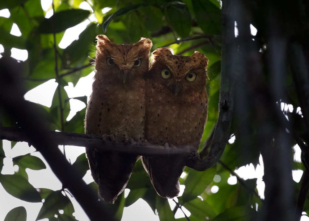 Sokoke Scops-Owl - ML205983221