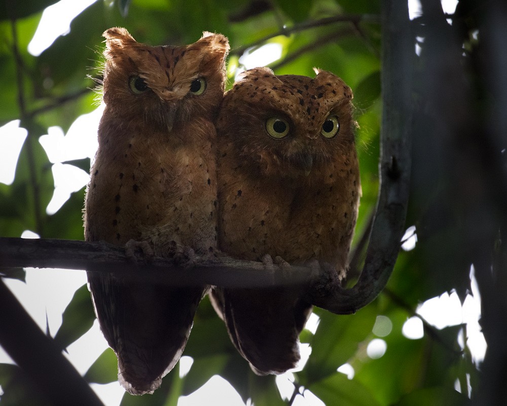 Sokoke Scops-Owl - ML205983231