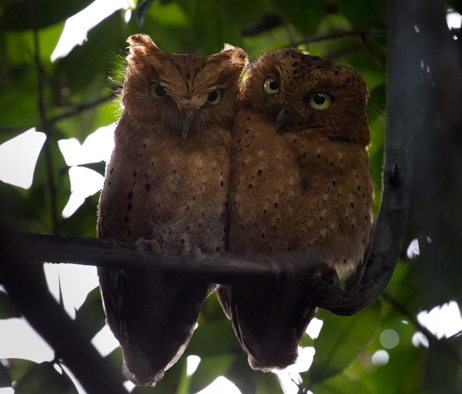 Sokoke Scops-Owl - ML205983241