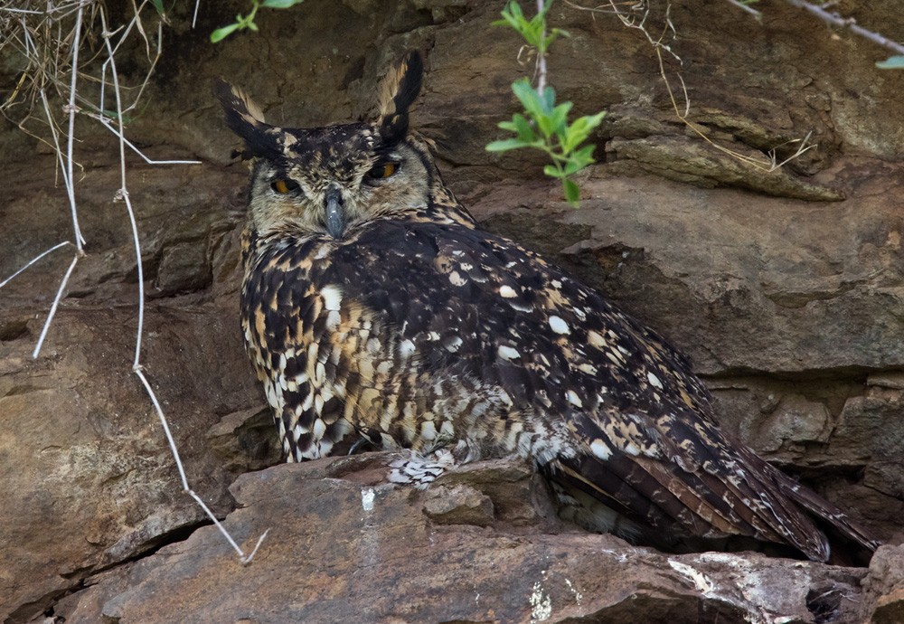 Cape Eagle-Owl (Northern) - Lars Petersson | My World of Bird Photography