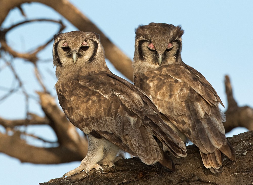 Verreaux's Eagle-Owl - Lars Petersson | My World of Bird Photography