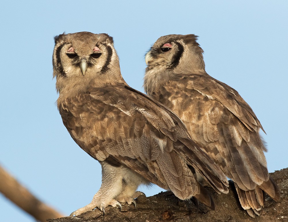 Verreaux's Eagle-Owl - ML205983311