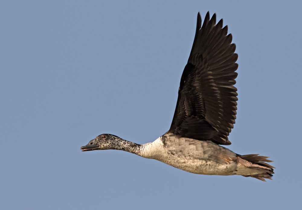 Knob-billed Duck - Lars Petersson | My World of Bird Photography