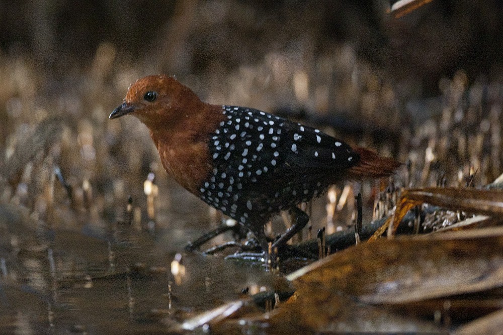 White-spotted Flufftail - ML20598341