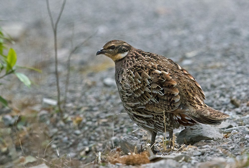 Koklass Pheasant - ML205983481