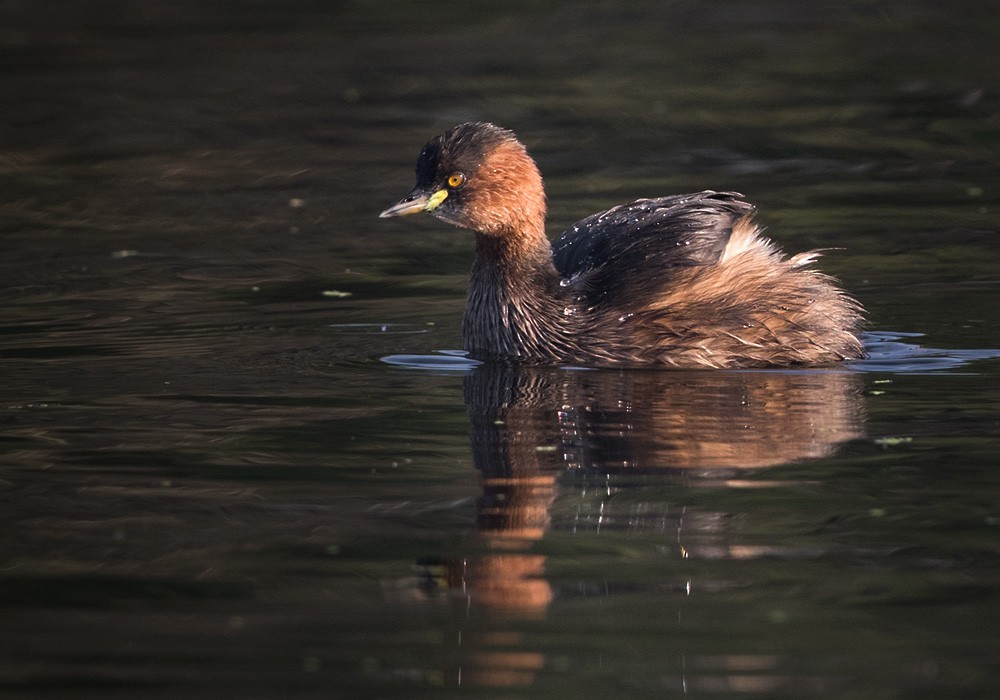 Little Grebe (Little) - ML205983551