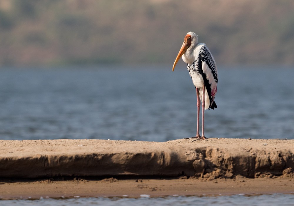 Painted Stork - ML205983581