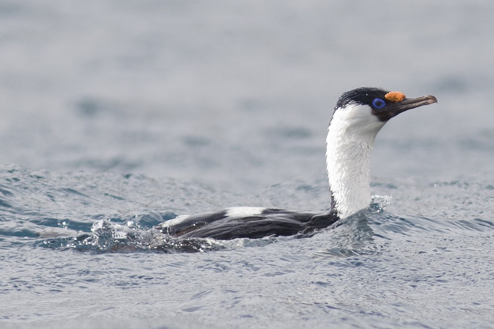 Heard Island Shag - Tony Palliser