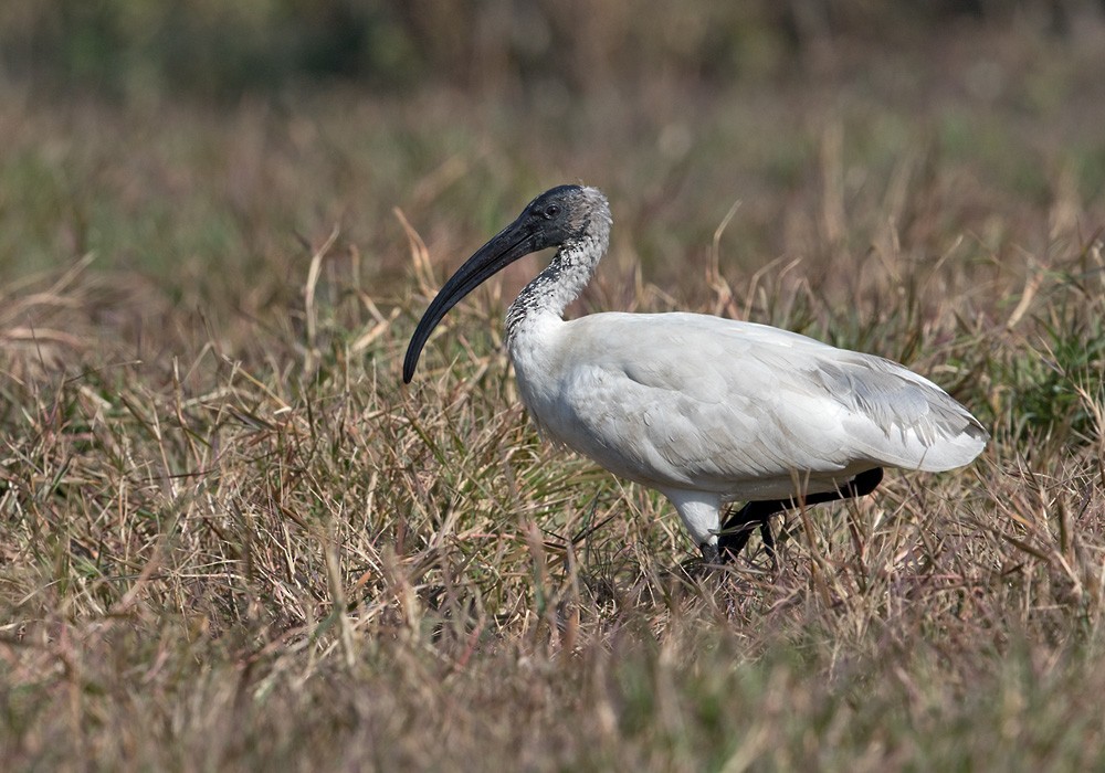 ibis černohlavý - ML205983631