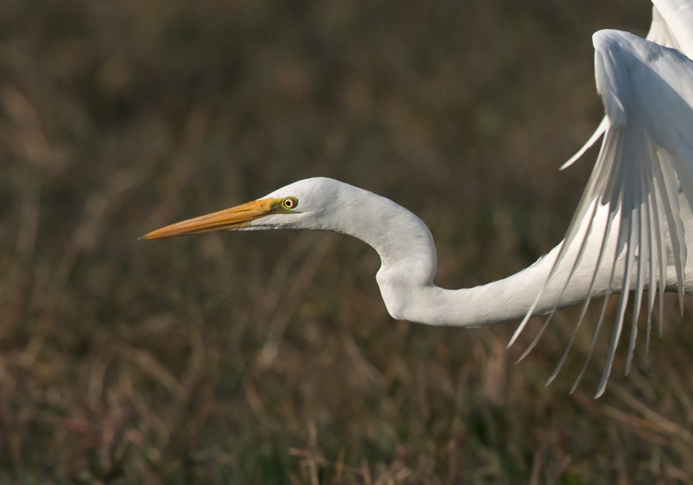 Great Egret - ML205983701