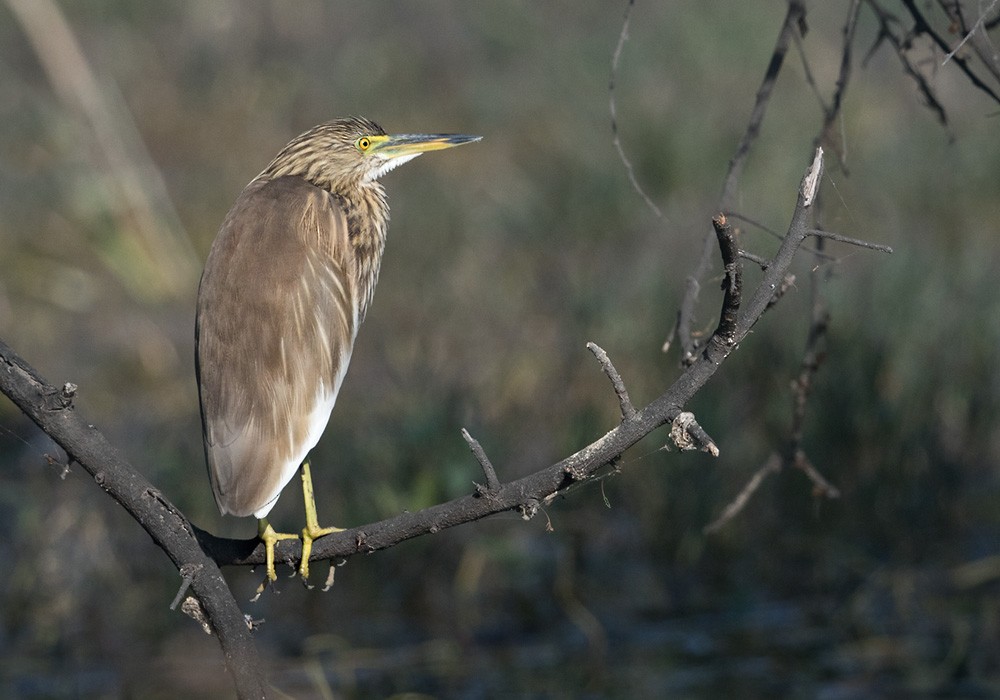 Indian Pond-Heron - ML205983761