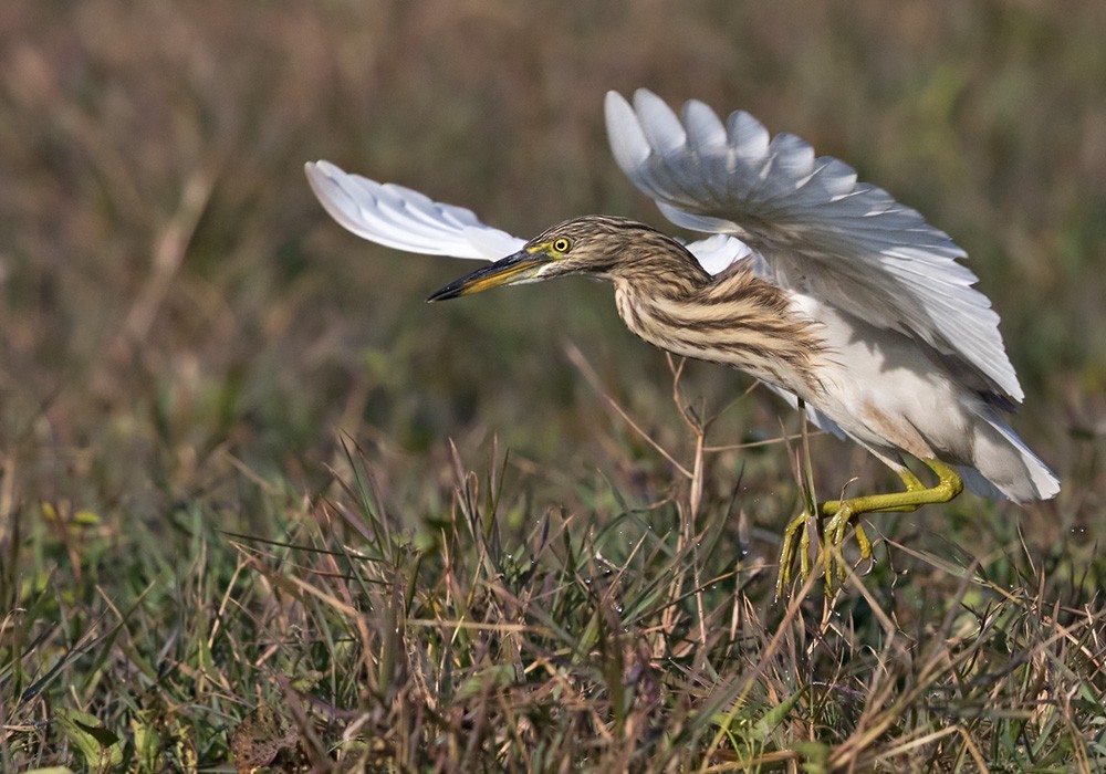 Indian Pond-Heron - ML205983781