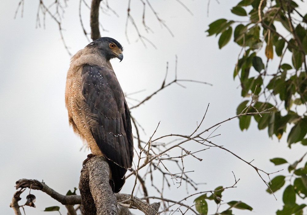 Haubenschlangenadler [cheela-Gruppe] - ML205983891