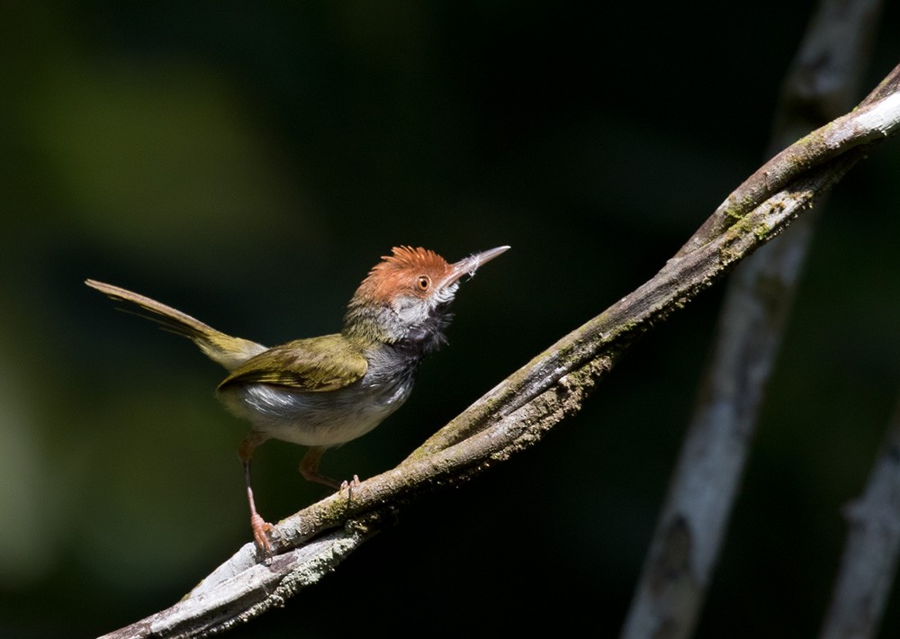 Dark-necked Tailorbird - ML205984021