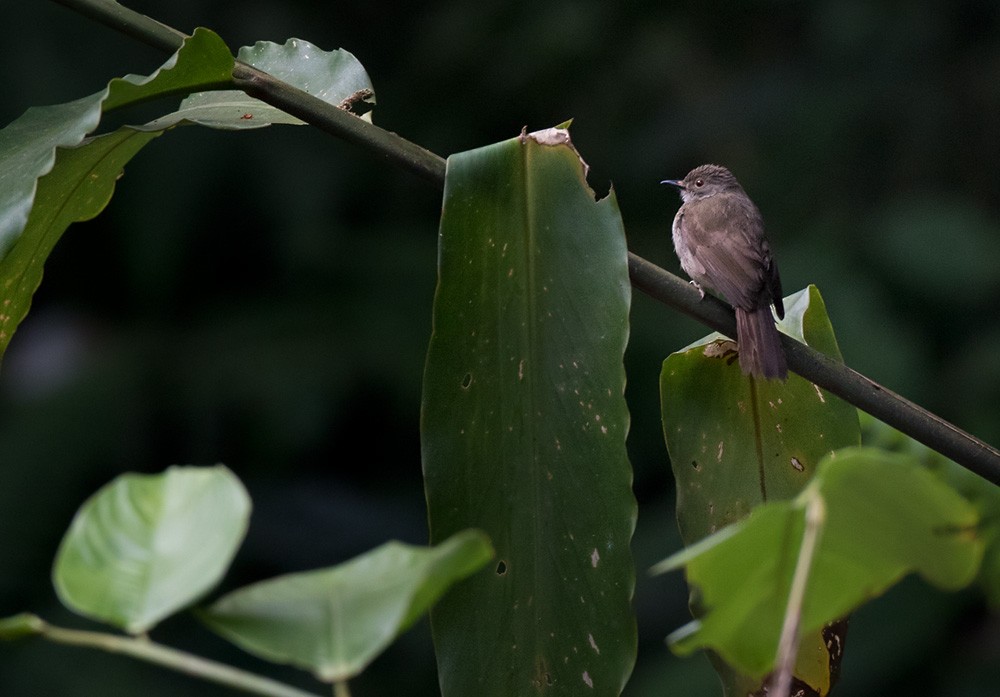 Spectacled Bulbul - ML205984081