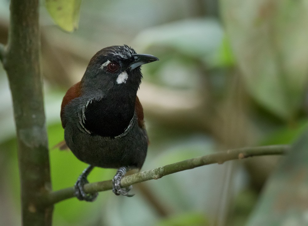 Black-throated Babbler - Lars Petersson | My World of Bird Photography