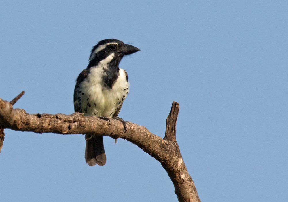 Spot-flanked Barbet - ML205984491