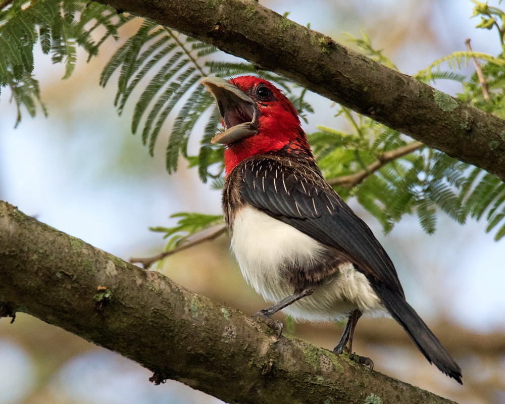 Brown-breasted Barbet - Lars Petersson | My World of Bird Photography