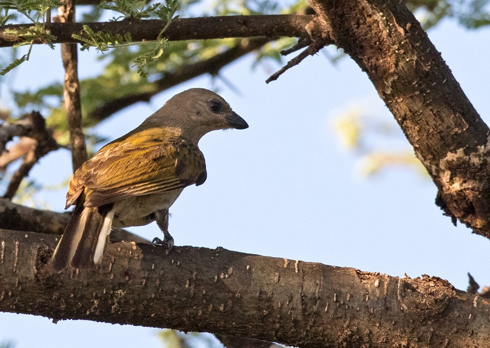 Lesser Honeyguide (Lesser) - ML205984571