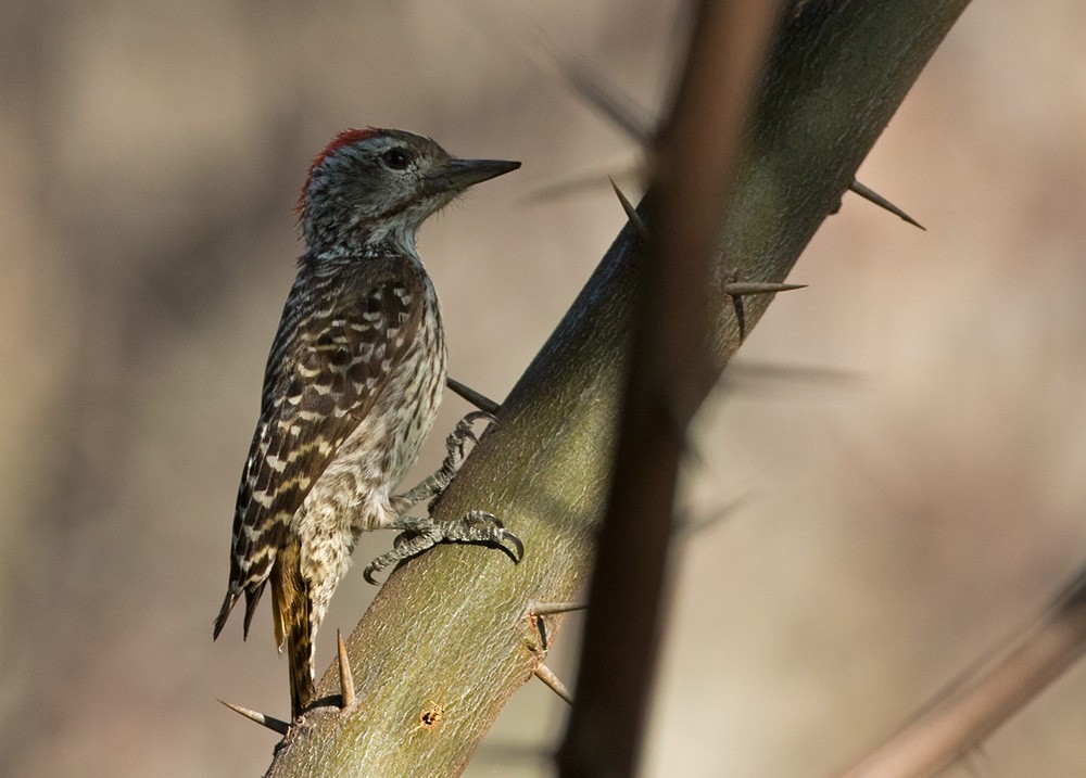 Cardinal Woodpecker - ML205984651