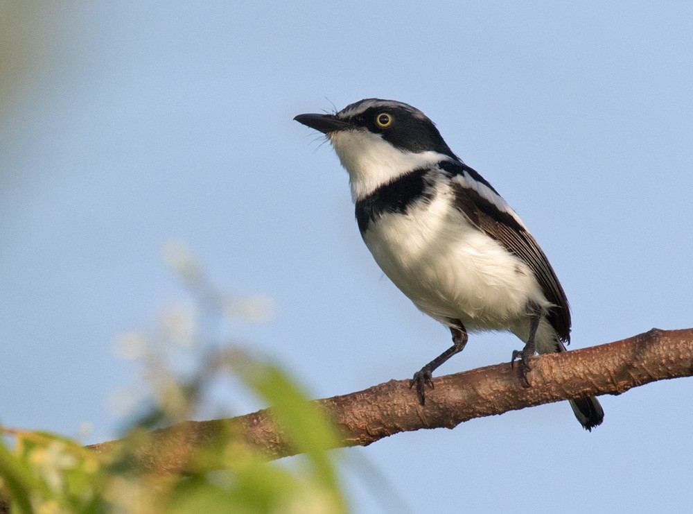 Pale Batis - ML205984681