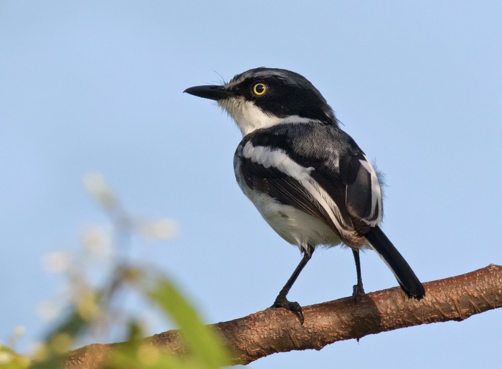 Pale Batis - ML205984691