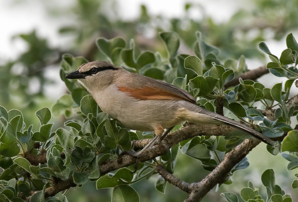 Three-streaked Tchagra - Lars Petersson | My World of Bird Photography