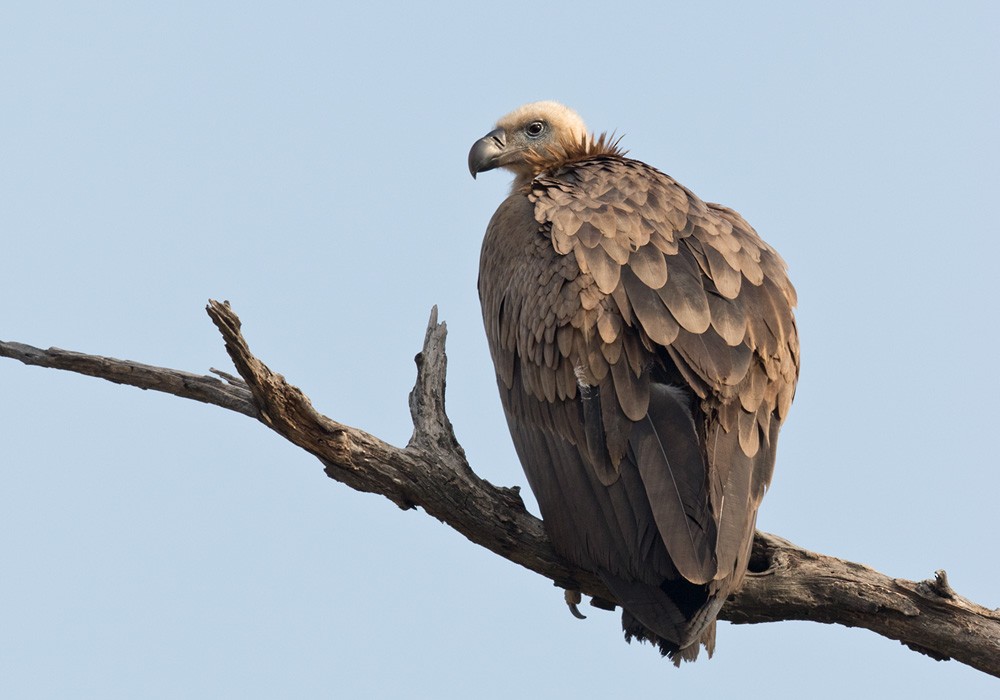 Himalayan Griffon - ML205984761