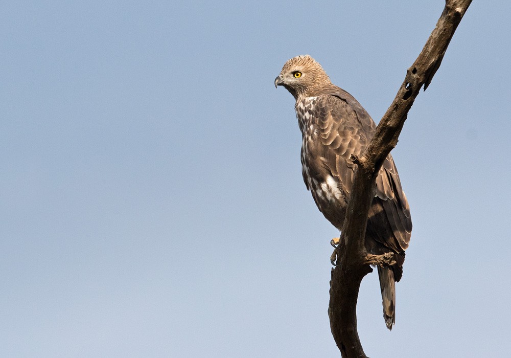 indiaskogørn (limnaeetus gr.) - ML205984821