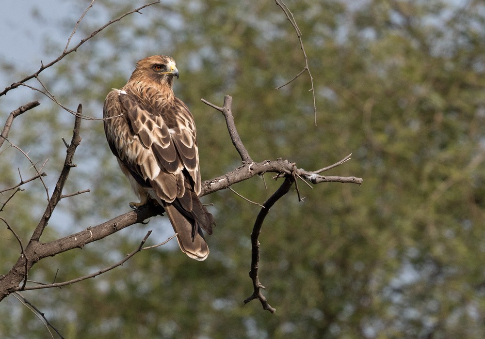 Booted Eagle - ML205984861