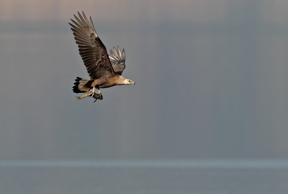 Pallas's Fish-Eagle - Lars Petersson | My World of Bird Photography