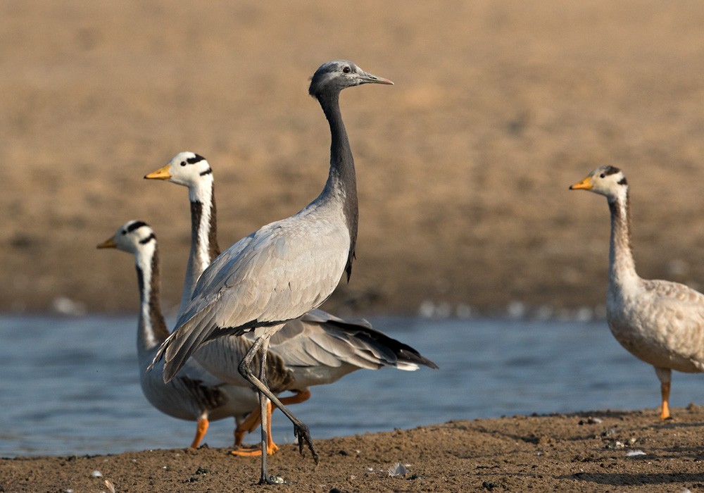 Demoiselle Crane - ML205985181