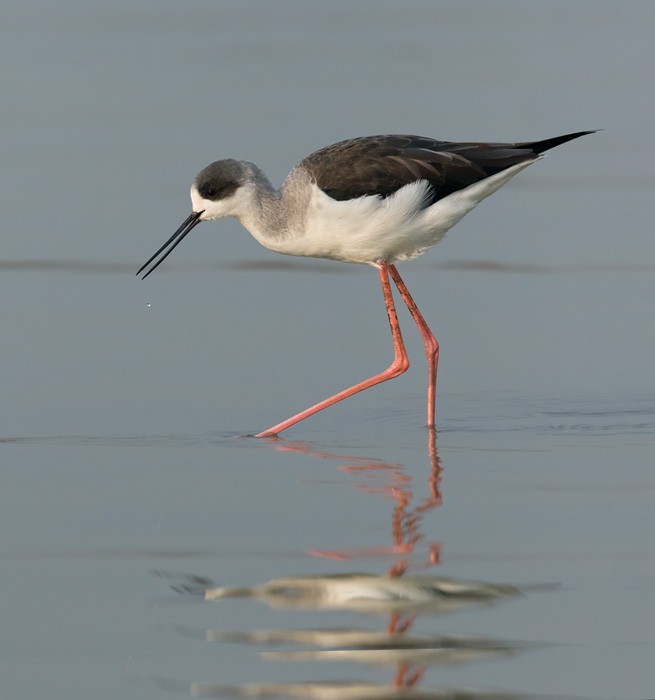 Black-winged Stilt - Lars Petersson | My World of Bird Photography