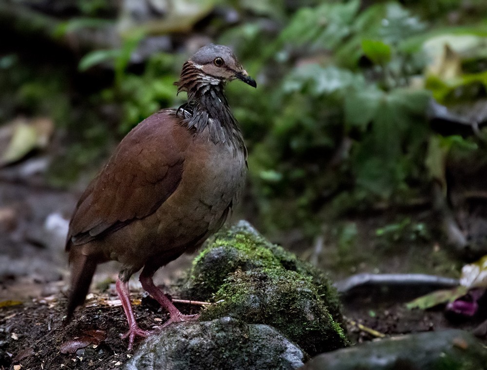 White-throated Quail-Dove - ML205985361