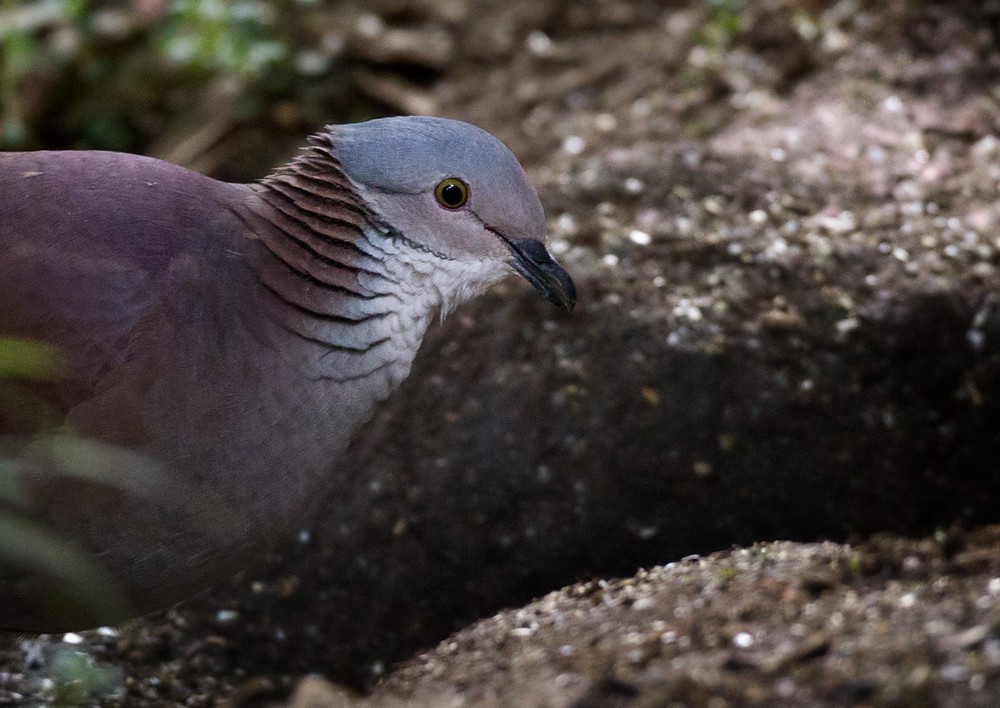 White-throated Quail-Dove - ML205985371