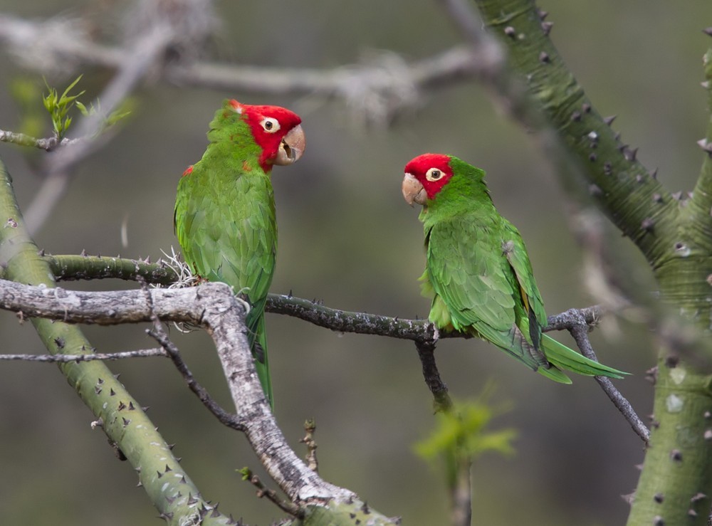 Red-masked Parakeet - Lars Petersson | My World of Bird Photography