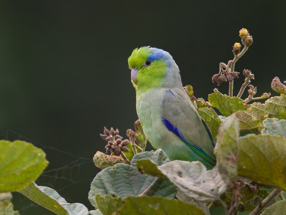 Photos Pacific Parrotlet Forpus Coelestis Birds Of The World