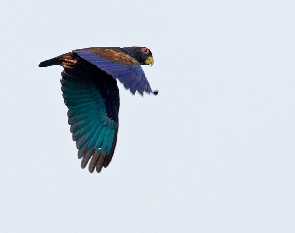 Bronze-winged Parrot - Lars Petersson | My World of Bird Photography