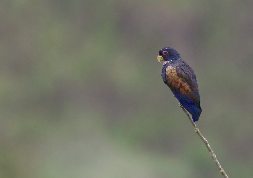 Bronze-winged Parrot - ML205985561