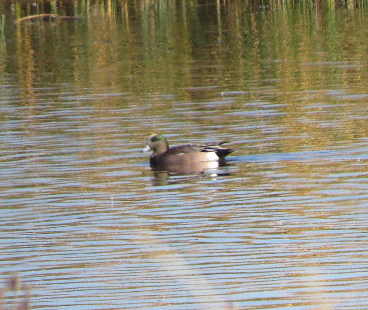 American Wigeon - ML20598561