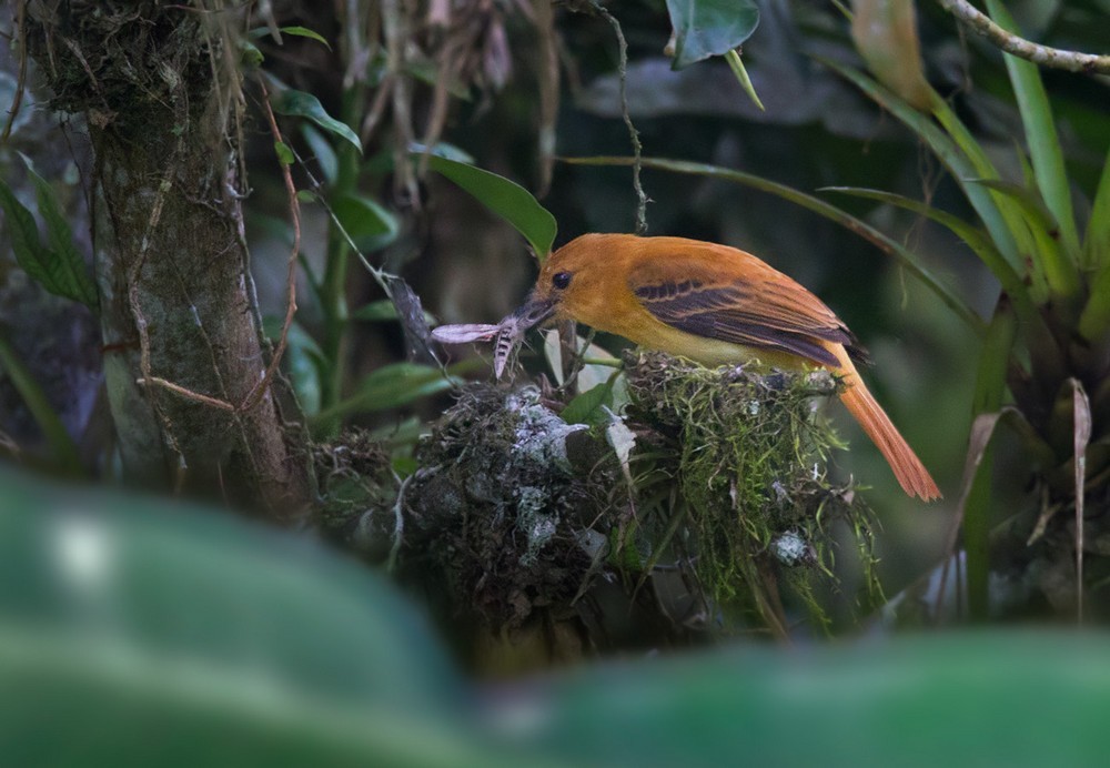 Ochraceous Attila - Lars Petersson | My World of Bird Photography