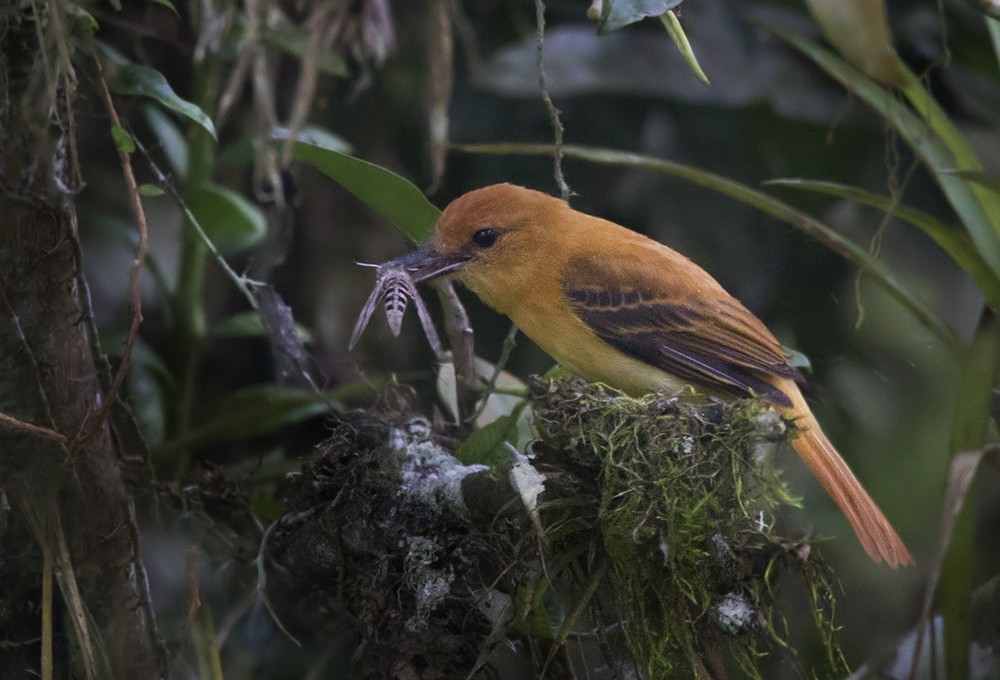 Ochraceous Attila - Lars Petersson | My World of Bird Photography